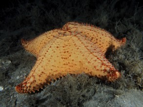 A large orange-coloured sea star, Red cushion sea star (Oreaster reticulatus), on the seabed at