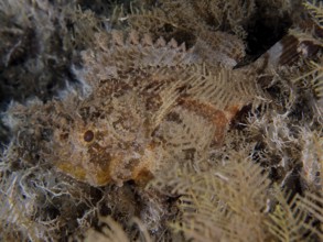 A Feathered Black scorpionfish (Scorpaena grandicornis), Scorpaena, hides in the brown seagrass.