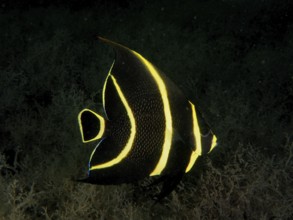 A black and yellow juvenile French angelfish (Pomacanthus paru) in the dark water. Dive site Blue