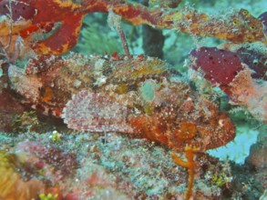 A perfectly camouflaged stonefish Banded scorpionfish (Scorpaena plumieri) in its environment. Dive