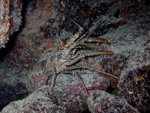 A camouflaged spotted crayfish (Panulirus guttatus) between rocks in the underwater habitat. Dive