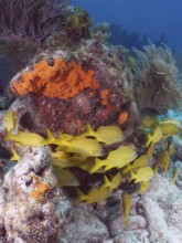 Yellow French grunts (Haemulon flavolineatum) swim around a coral reef in clear water. Dive site