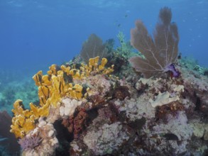 Various coral species, including fire coral (Millepora complanata) and Venus fan (Gorgonia
