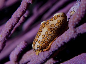 Flamingo tongue (Cyphoma gibbosum) on purple bush coral, at night. Dive site John Pennekamp Coral