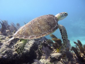 A Hawksbill sea turtle (Eretmochelys imbricata imbricata) swims over a coral reef. Dive site John