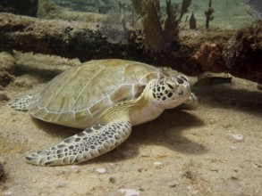 A Hawksbill sea turtle (Eretmochelys imbricata imbricata) rests on the sandy seabed next to corals