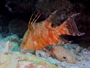 An orange fish with distinctive spines, boar wrasse (Lachnolaimus maximus), swims on the seabed.