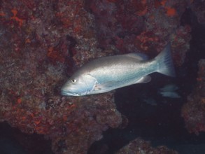 A Cubera snapper (Lutjanus cyanopterus) swims close to a rocky coral reef wall. Dive site John