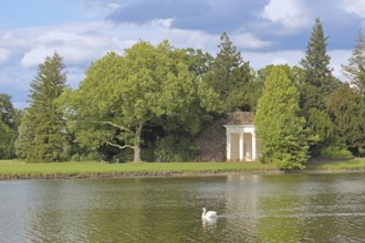 Classicist temple on the shore of Lake Wörlitz, mute swan, swimming, landscape, UNESCO, landscape