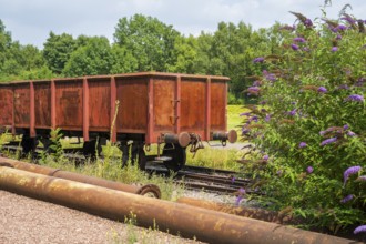 Blooming summer lilacs next to a railway carriage, LWL Museum, former mine, Hanover Colliery,