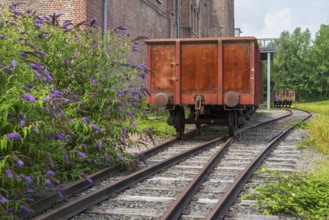Blooming summer lilacs next to a railway carriage, LWL Museum, former mine, Hanover Colliery,