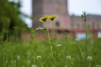 Blooming meadow in front of Malakow tower and engine house, LWL Museum, former mine, Hanover
