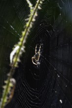 Spider in its web, summer, Germany