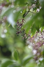 Elderberries (Sambucus nigra) after a rain, summer, Germany