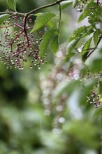 Elderberries (Sambucus nigra) after a rain, summer, Germany
