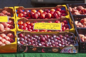 Necatarines and fresh fruit in crates with price tags on a market stall, Bremen, Germany