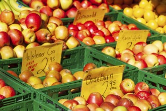 Fresh apples in crates with price tag on a market stall, Bremen, Germany