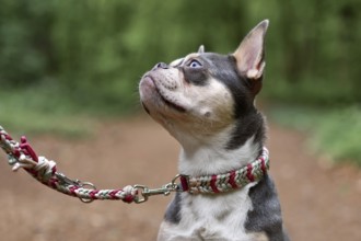 Lilac orange tan French Bulldog dog with long healthy nose, paracord collar and leash in forest