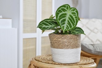 Small potted exotic 'Silver Blush Anthurium Crystallinum' houseplant with beautiful lace pattern on