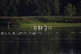 Great White Egret, Lusatian Pond Landscape, Summer, Saxony, Germany