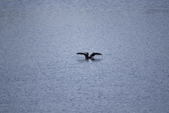 Cormorant in a lake, summer, Germany