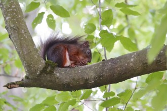 Squirrel on a branch, summer, Germany