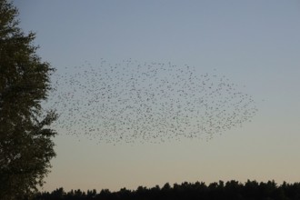 Flock of birds in the summer evening sky, Germany