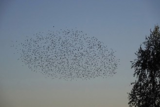 Flock of birds in the summer evening sky, Germany