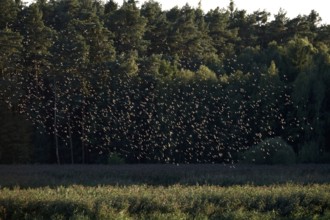 Flock of birds in the summer evening sky, Germany