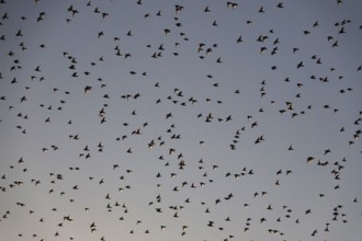 Flock of birds in the summer evening sky, Germany
