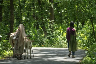 A woman and girl with cows on a forest road, enveloped by greenery, Dhaka, Bangladesh