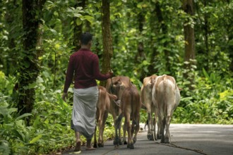 A shepherd walking cattle down a forest road, surrounded by nature, Dhaka, Bangladesh