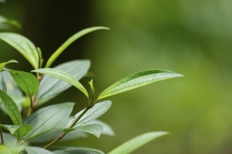 Detailed close-up of green leaves with crisp textures in natural light, Dhaka, Bangladesh