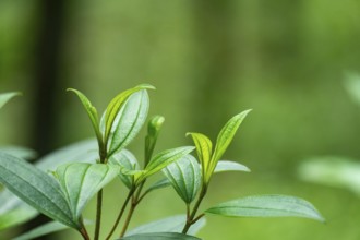 Young, vibrant green leaves growing in a natural setting, Dhaka, Bangladesh