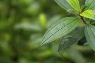 Close-up view of a green leaf with visible texture against a blurred background, Dhaka, Bangladesh