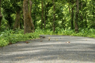 A winding road through a verdant forest with dappled sunlight, Dhaka, Bangladesh