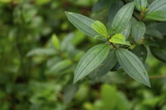 Close-up of vibrant green leaves in a lush natural setting, Dhaka, Bangladesh