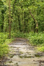 A forest path surrounded by towering trees and lush greenery, Dhaka, Bangladesh