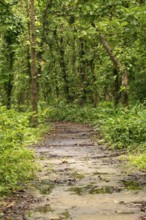 A tranquil forest path with rich greenery and wet ground, Dhaka, Bangladesh