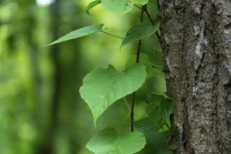 Leaves growing on a tree trunk in a serene natural environment, Dhaka, Bangladesh