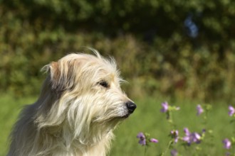 Portrait of a light-coloured mixed-breed dog with long fur from animal welfare lying in a meadow