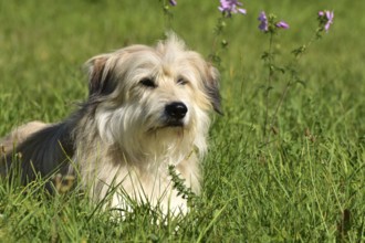 Portrait of a light-coloured mixed-breed dog with long fur from animal welfare lying in a meadow
