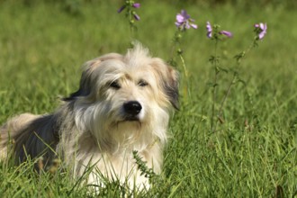 Portrait of a light-coloured mixed-breed dog with long fur from animal welfare lying in a meadow