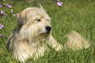 Portrait of a light-coloured mixed-breed dog with long fur from animal welfare lying in a meadow