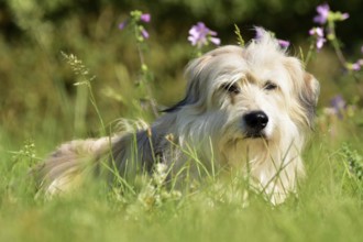 Portrait of a light-coloured mixed-breed dog with long fur from animal welfare lying in a meadow