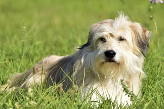 Portrait of a light-coloured mixed-breed dog with long fur from animal welfare lying in a meadow
