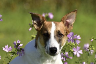 Portrait of a pied mixed-breed dog with short fur and very large ears from animal welfare in front