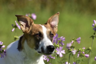 Portrait of a pied mixed-breed dog with short fur and very large ears from animal welfare in front