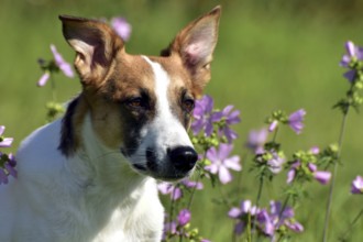 Portrait of a pied mixed-breed dog with short fur and very large ears from animal welfare in front