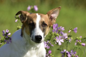 Portrait of a pied mixed-breed dog with short fur and very large ears from animal welfare in front